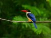 นกกระเต็นหัวดำ Black-capped Kingfisher