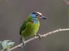 นกโพระดกคิ้วดำ  Black-browed  Barbet