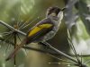 นกปรอดแถบปีกเหลือง Ashy Bulbul 