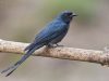 นกแซงแซวสีเทา Ashy Drongo