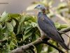 นกพิราบเขาสูง   Ashy Wood Pigeon