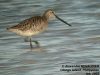 นกซ่อมทะเลอกแดง Asian Dowitcher