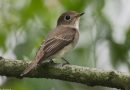 นกจับแมลงสีน้ำตาล  Asian Brown Flycatcher