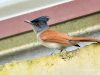 นกแซวสวรรค์ Blyth’s Paradise-flycatcher