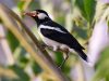 นกเอี้ยงด่าง Siamese Pied Starling