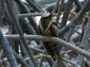 นกตบยุงยักษ์   Great Eared Nightjar