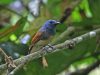 นกจับแมลงปีกน้ำตาลแดง  Rufous-winged Philentoma