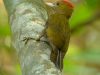นกหัวขวานป่าไผ่   Bamboo Woodpecker