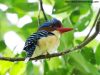 นกกระเต็นลาย Banded Kingfisher
