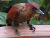 นกหัวขวานแดงลาย   Banded Woodpecker
