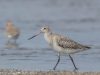 นกปากแอ่นหางลาย Bar-tailed Godwit