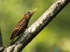 นกหัวขวานแดงหลังลาย   Bay Woodpecker