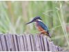 นกกระเต็นน้อยธรรมดา Common Kingfisher