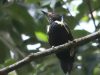 นกหัวขวานด่างท้องดำ    Black-and-buff Woodpecker