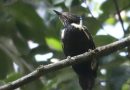 นกหัวขวานด่างท้องดำ    Black-and-buff Woodpecker