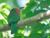 นกจาบคาเคราแดง Red-bearded Bee-eater