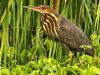 นกยางดำ  Black Bittern