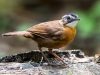 นกจาบดินหัวดำ Black-capped Babbler