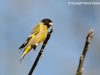 นกจาบปีกอ่อนเขียว Black-headed Greenfinch