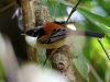 นกหางรำหลังแดง   Rufous-backed Sibia
