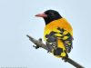 นกขมิ้นหัวดำใหญ่ Black-hooded Oriole