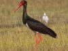 นกกระสาดำ   Black Stork