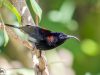 นกกินปลีหางยาวคอดำ Black-throated Sunbird