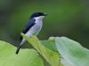 นกเขนน้อยปีกดำ Black-winged Flycatcher-shrike