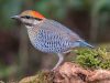 นกแต้วแล้วสีน้ำเงิน   Blue Pitta