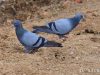 นกพิราบป่า   Rock Pigeon