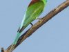 นกจาบคาคอสีฟ้า Blue-throated Bee-eater