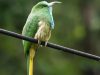 นกจาบคาเคราน้ำเงิน Blue-bearded Bee-eater