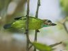 นกโพระดกหน้าผากดำ  Blue-eared Barbet