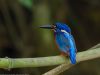 นกกระเต็นน้อยหลังสีน้ำเงิน Blue-eared Kingfisher