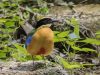นกแต้วแล้วธรรมดา   Blue-winged Pitta