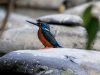 นกกระเต็นเฮอคิวลิส Blyth’s Kingfisher