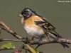 นกจาบปีกอ่อนอกสีส้ม Brambling