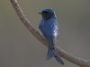 นกแซงแซวเล็กเหลือบ Bronzed Drongo