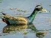 นกพริก   Bronze-winged Jacana
