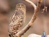 นกทึดทือพันธุ์เหนือ   Brown Fish Owl