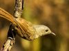นกมุ่นรกตาขาว  Brown-cheeked Fulvetta