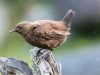 นกมุดน้ำ  Brown Dipper