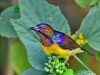 นกกินปลีคอสีน้ำตาล Brown-throated Sunbird