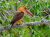 นกกระเต็นใหญ่ปีกสีน้ำตาล Brown-winged Kingfisher