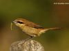 นกอีเสือสีน้ำตาล Brown Shrike