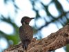 นกหัวขวานลายคอแถบขาว   Buff-necked Woodpecker