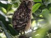 นกทึดทือพันธุ์มลายู   Buffy Fish Owl