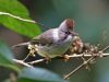 นกภูหงอนพม่า  Burmese Yuhina