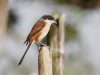 นกอีเสือหลังแดง  Burmese Shrike