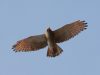 เหยี่ยวปีกแดง  Rufous-winged Buzzard